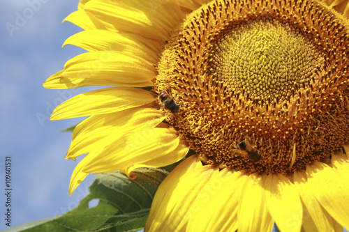 Sunflower on the sky background