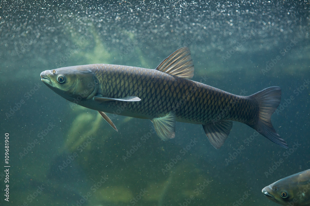 Fototapeta premium Grass carp (Ctenopharyngodon idella).