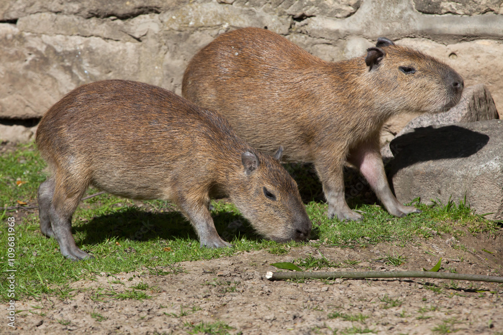 Capybara (Hydrochoerus hydrochaeris). Capybara (Hydrochoerus hydrochaeris).