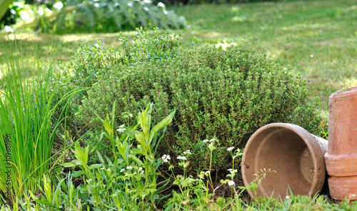 Thym, ciboulette dans jardin