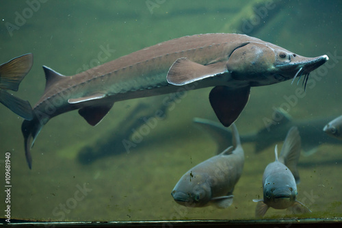 Siberian sturgeon (Acipenser baerii).
