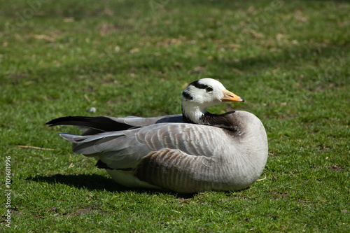 Bar-headed goose (Anser indicus).