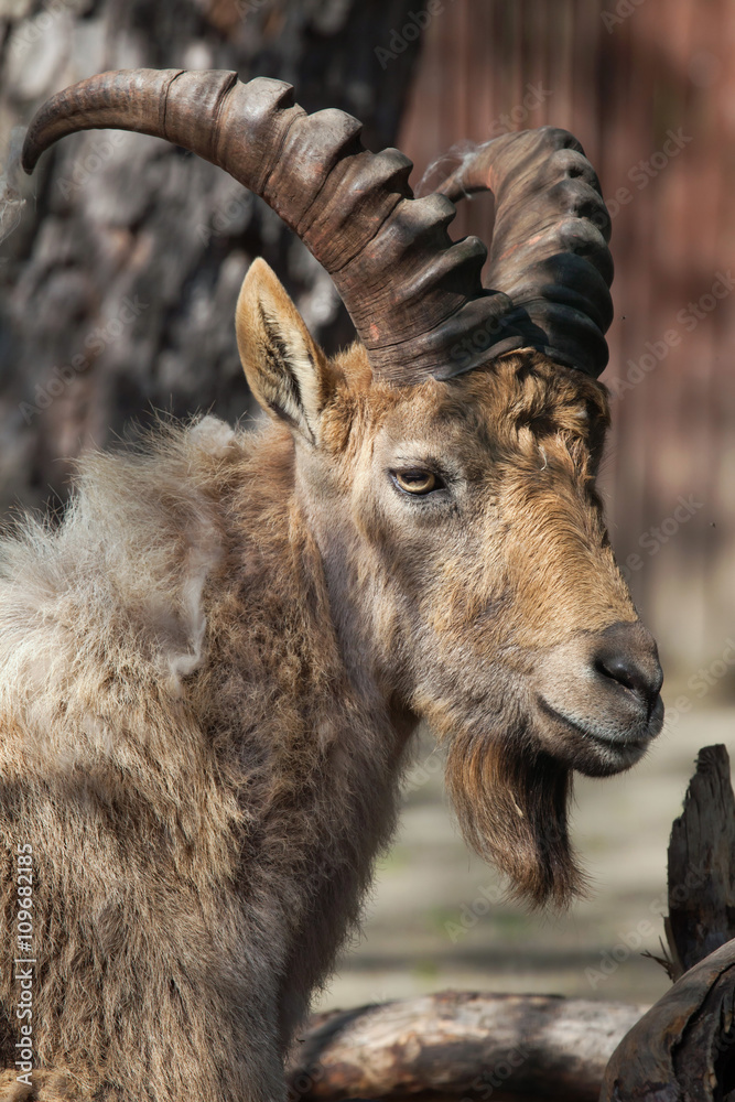West Caucasian tur (Capra caucasica). West Caucasian tur (Capra caucasica).