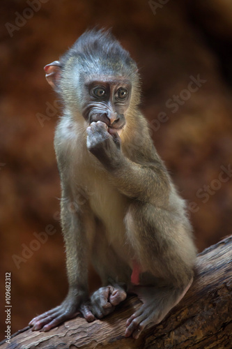 Drill monkey (Mandrillus leucophaeus).
