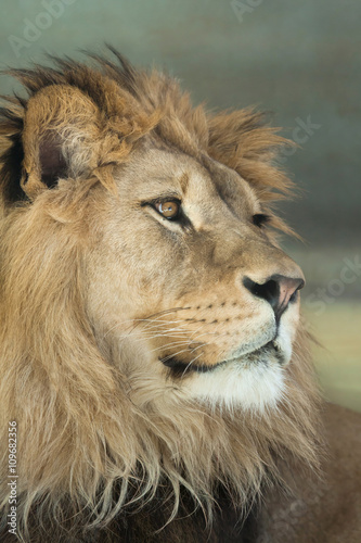 Fototapeta Naklejka Na Ścianę i Meble -  Lion (Panthera leo).