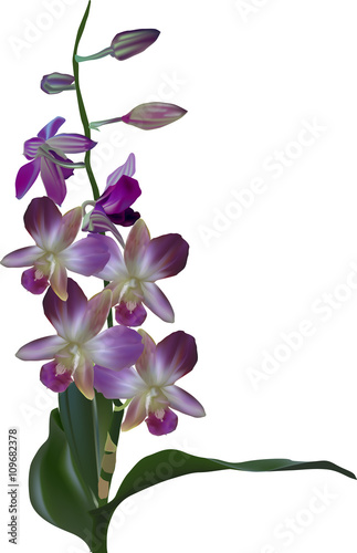 dark purple orchid branch isolated on white