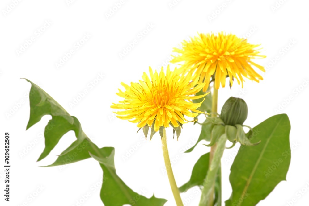 Fototapeta premium Mniszek lekarski - wiosenne kwiaty. Dandelions odizolowywający na białym tle.