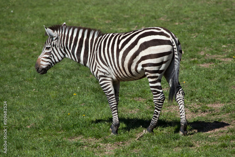 Grant's zebra (Equus quagga boehmi). Grant's zebra (Equus quagga boehmi).