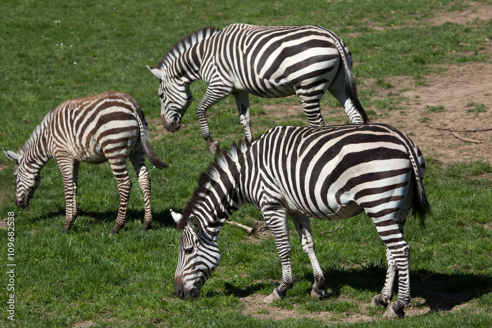 Grant's zebra (Equus quagga boehmi). Grant's zebra (Equus quagga boehmi).