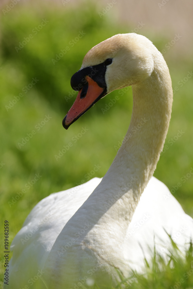 Obraz premium Mute Swan, cygnus olor