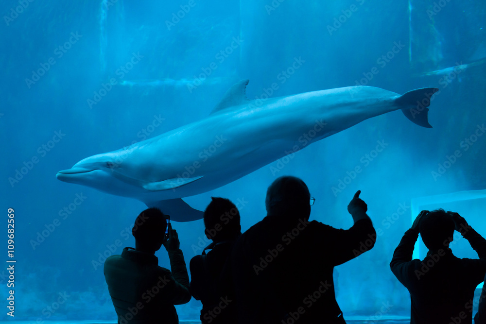 Obraz premium Common bottlenose dolphin (Tursiops truncatus).