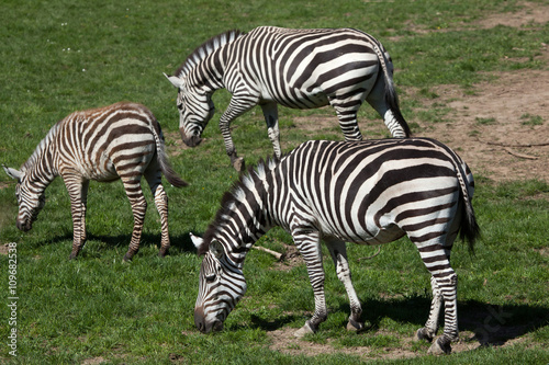 Grant s zebra  Equus quagga boehmi .