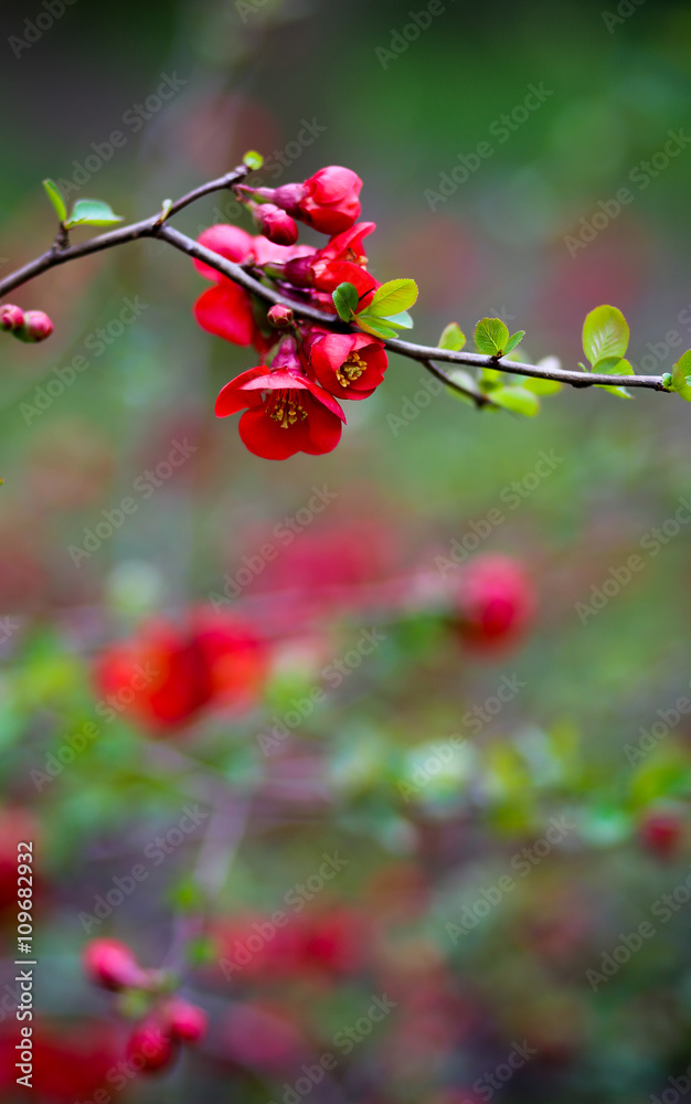 Japanese Quince Red Trail Bloom Flower Blossom Japanese Quince Red Trail Bloom Flower Blossom