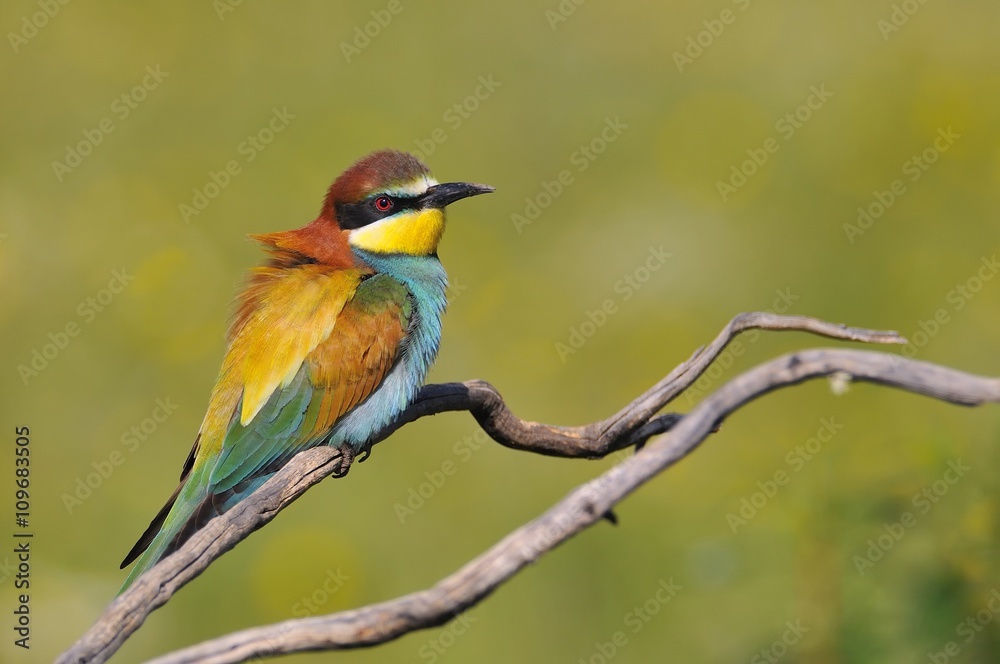 Close-up of bee-eater on tree branch