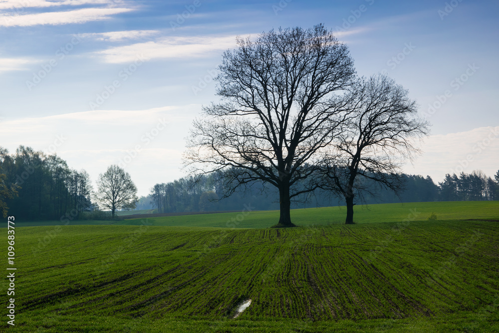 Spring countryside landscape. Oaks growing on the new green field Spring countryside landscape. Oaks growing on the new green field