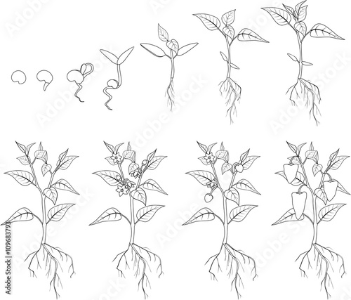 Pepper growing stage. Coloring