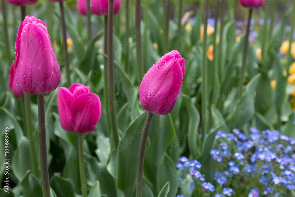 Rosa Tulpen im Freien Rosa Tulpen im Freien