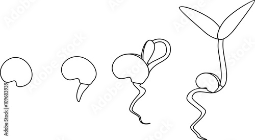 Stage of growth of plant. Coloring