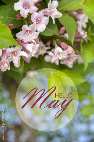 Hello May wallpaper