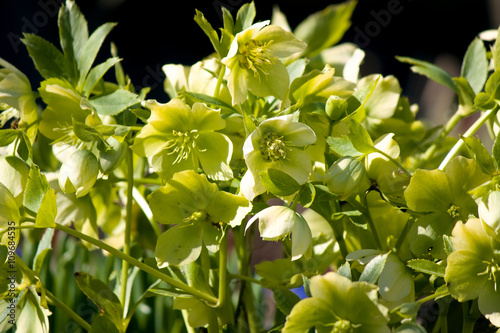 Helleborus Christmas rose