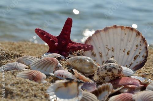Fototapeta Naklejka Na Ścianę i Meble -  Red starfish and pile of seashells on sandy beach with sea in background