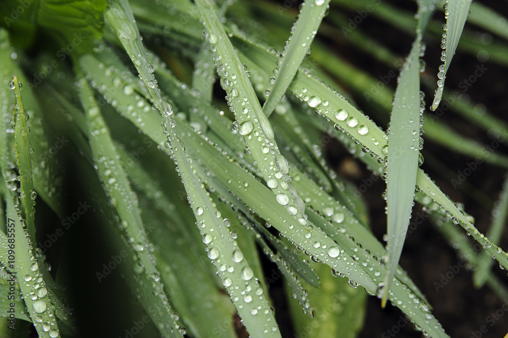leaves after rain. rain drops on leaves leaves after rain. rain drops on leaves