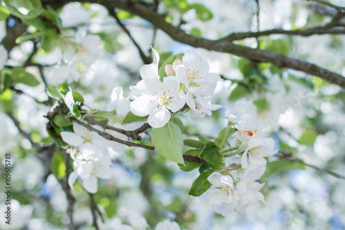 Apple blossoms