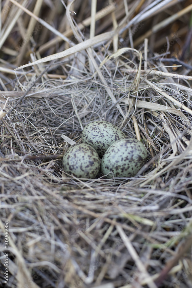 gull eggs are in the nest, the nest in the reeds. gull eggs are in the nest, the nest in the reeds.