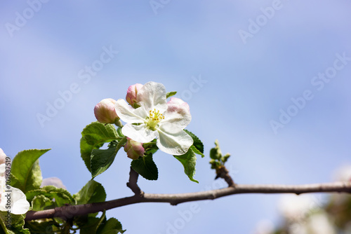 Spring Apple flowers blossom tree branch on Bokeh background