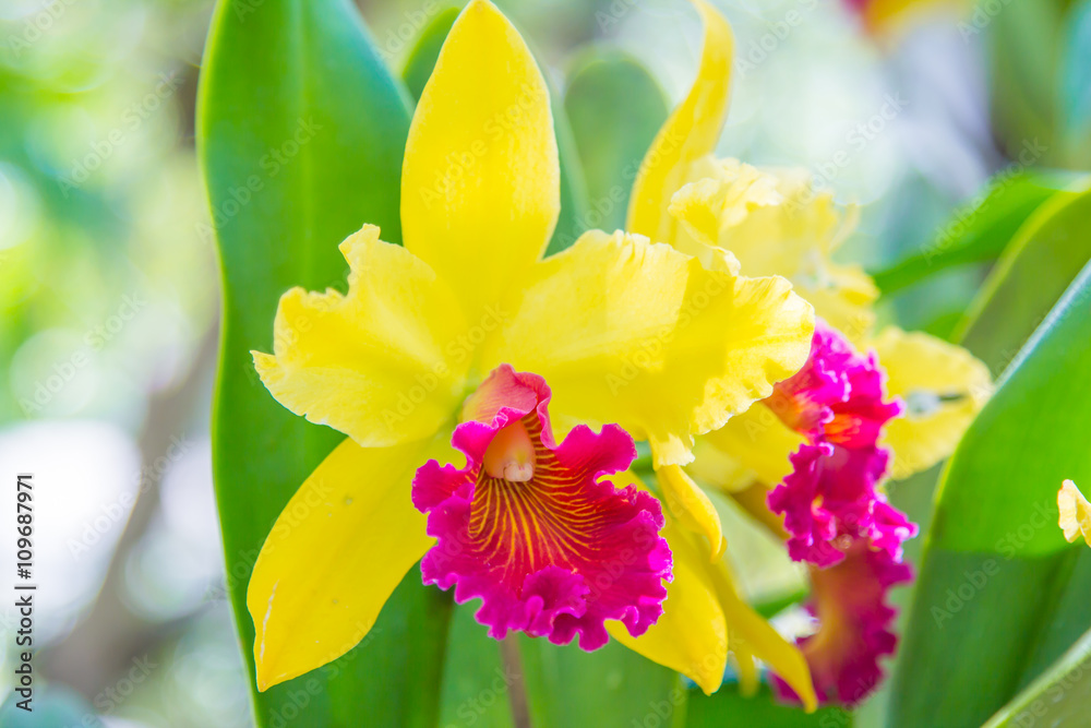 Fototapeta premium beautiful yallow orchid flower.