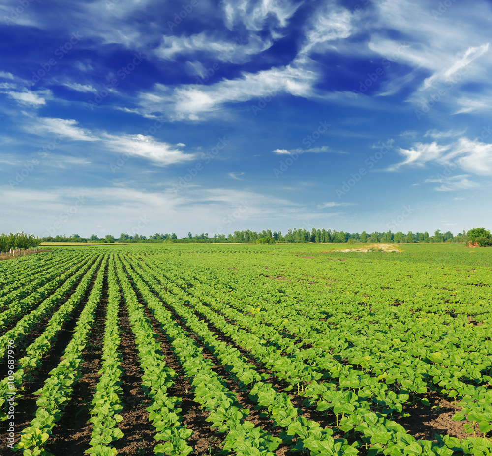 Young sunflower plants in the field