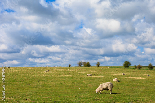 Sheeps near Stonehenge landscape England