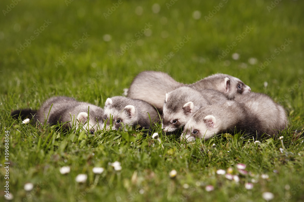 Group of natural ferret siblings in park Group of natural ferret siblings in park