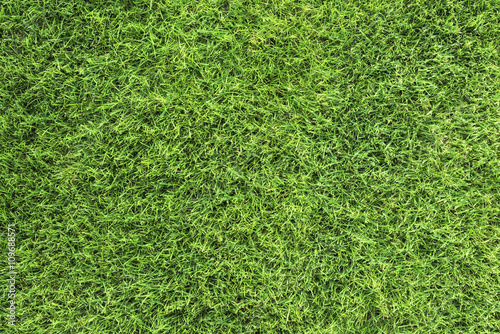 Real, organic cropped grass texture.