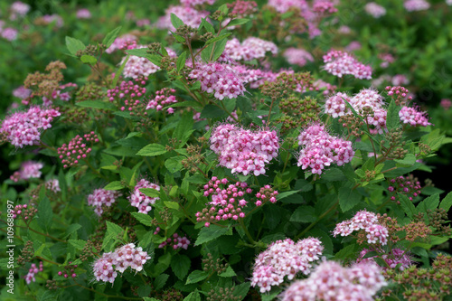 Spiraea japonica Little Princess