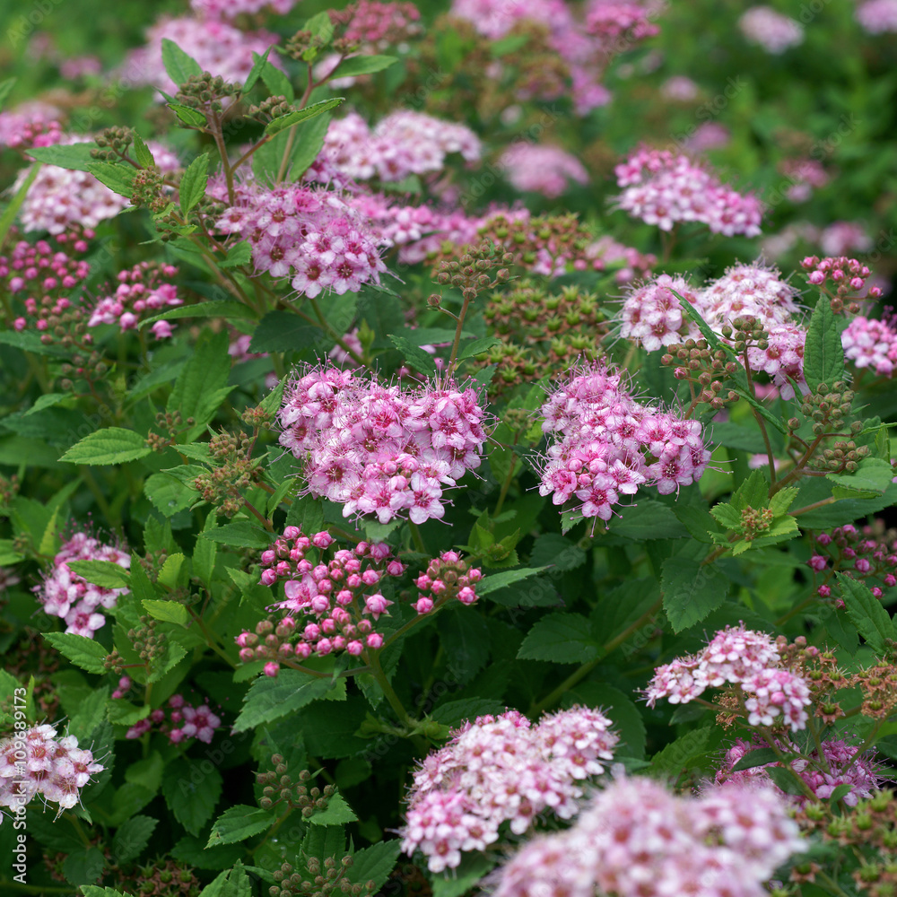 Spiraea japonica Little Princess