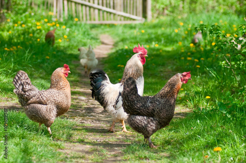 Hens and rooster