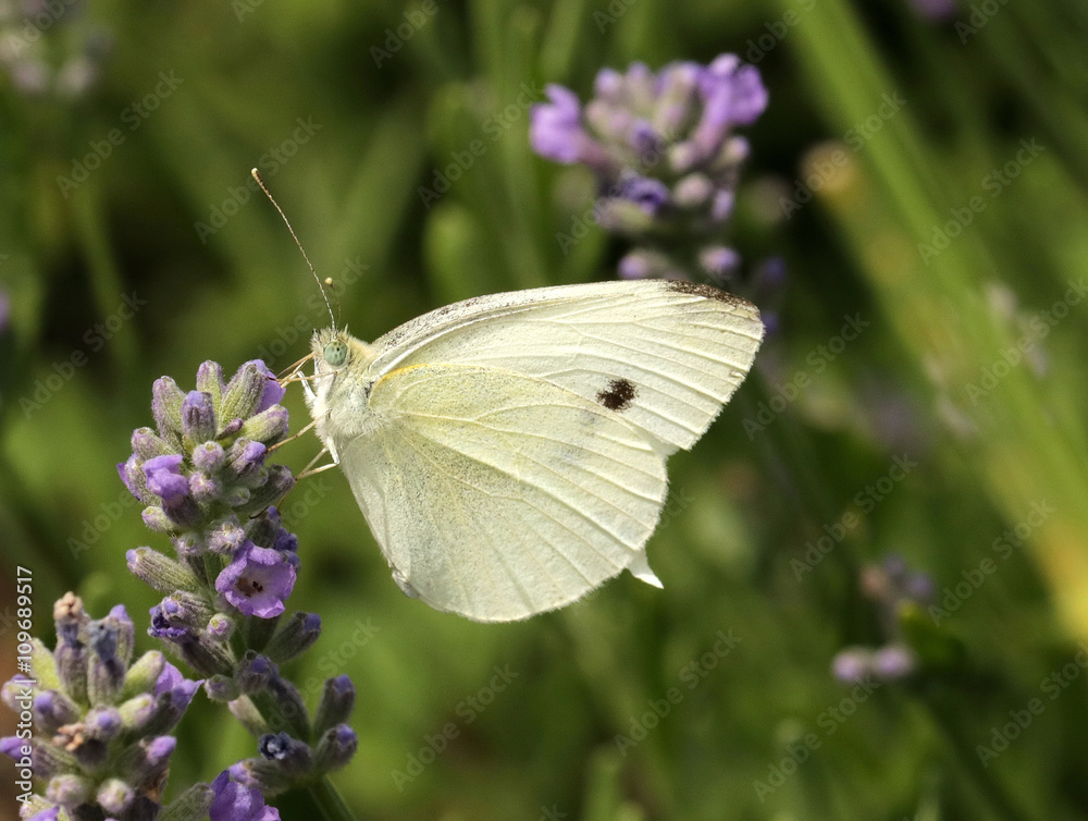 White Cabbage Butterfly sipping nectar from lavender flowers in the herb garden. White Cabbage Butterfly sipping nectar from lavender flowers in the herb garden.