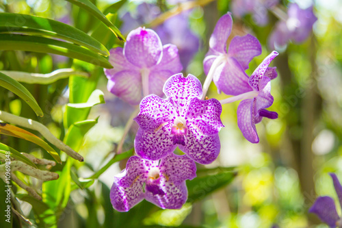 beautiful vanda orchid flower.