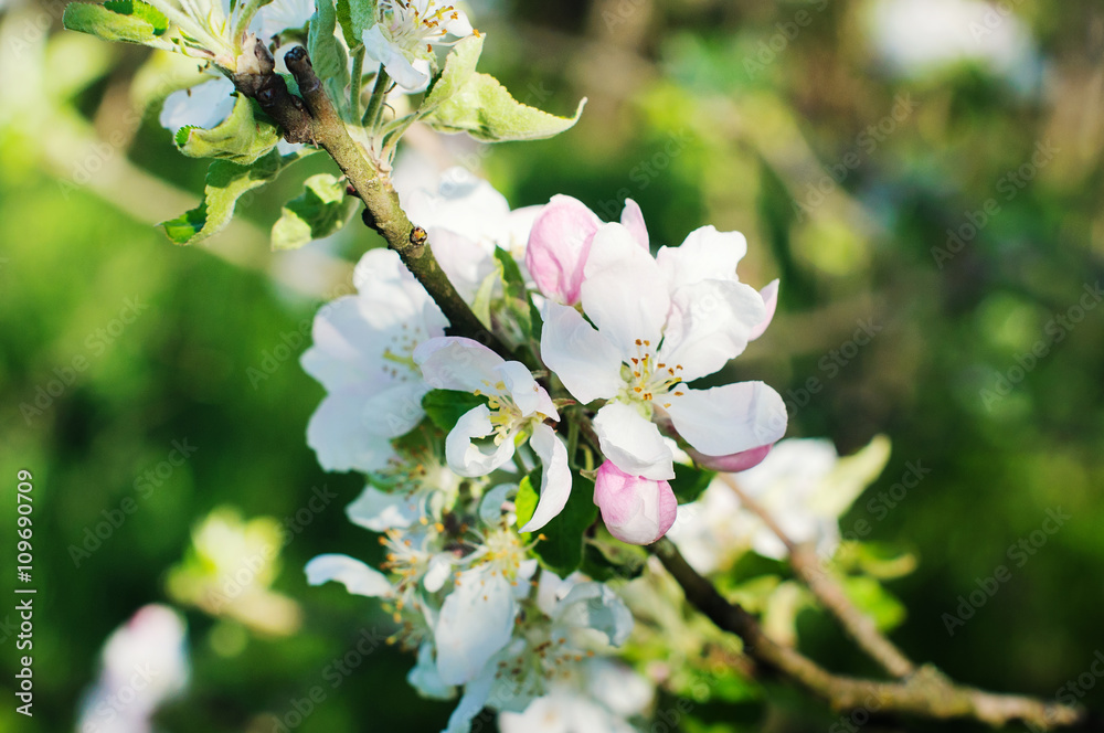 Obraz premium Blooming apple tree in spring time.