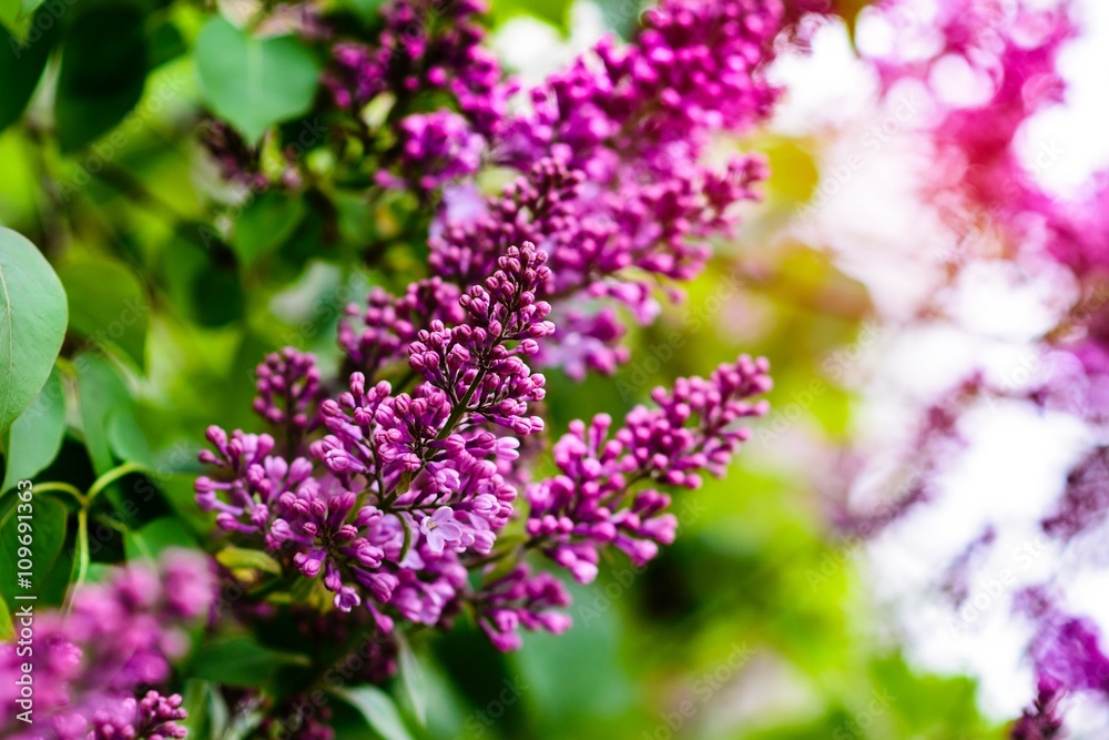 Beautiful blooming lilac flowers