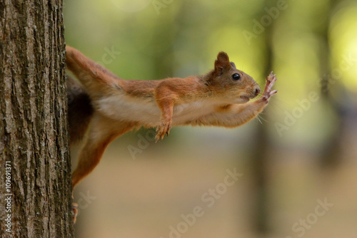 Squirrel sitting on a tree © nelik