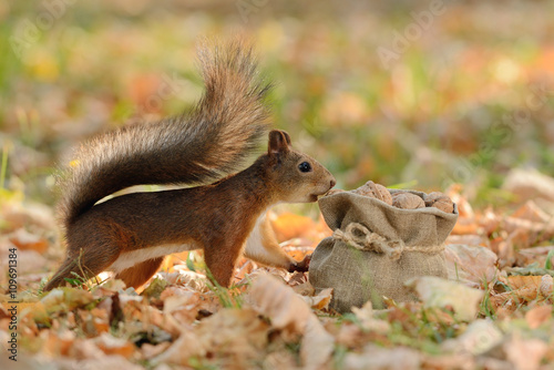 Squirrel looking into a bag with nuts