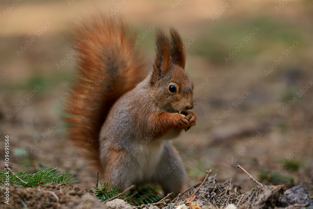 Little red squirrel