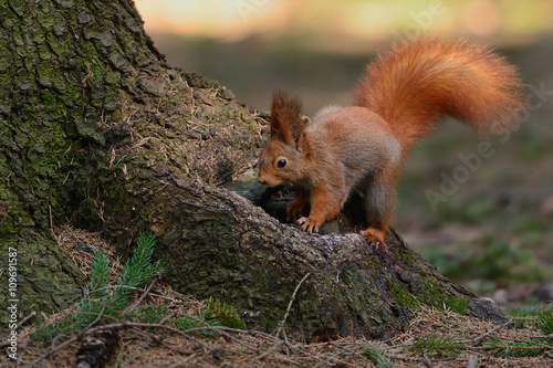 Little red squirrel © nelik