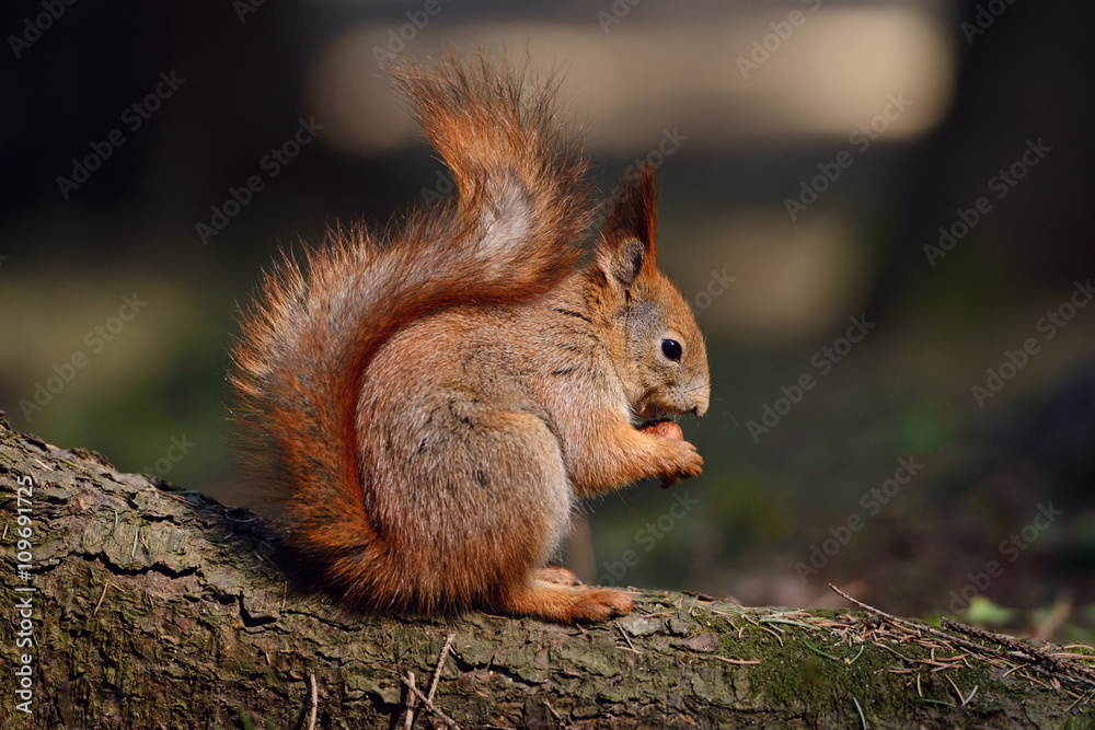 Fototapeta premium Little red squirrel