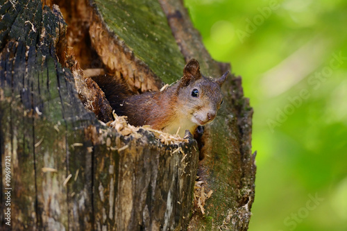 Squirrel sitting on a tree