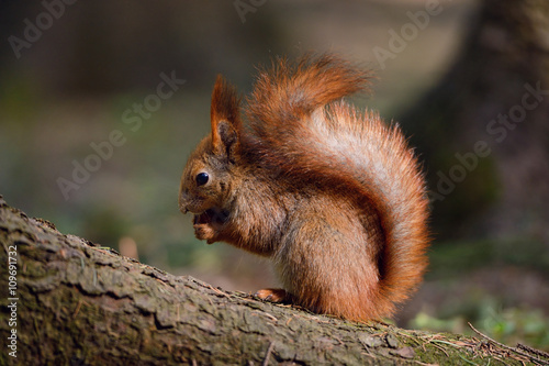 Little red squirrel