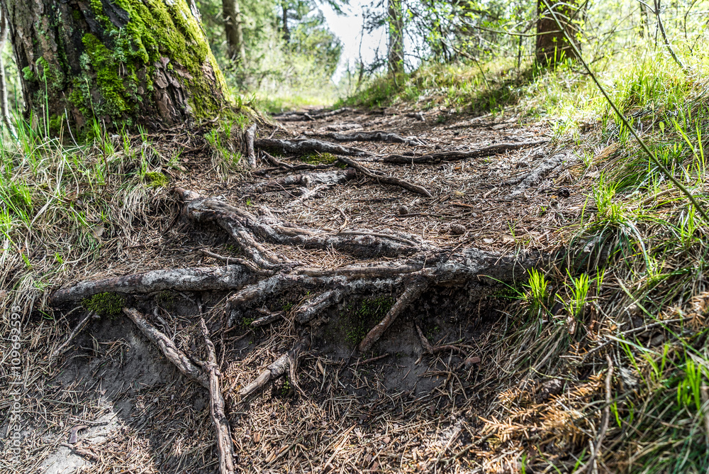 Baum verwurzelt sich im Trampelpfad im Wald Baum verwurzelt sich im Trampelpfad im Wald