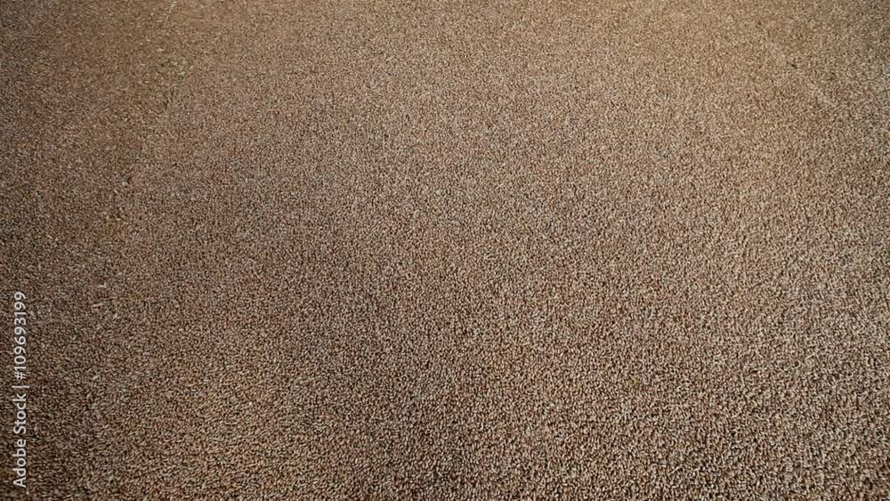 The harvest of cereals. Storage of wheat grain. The harvest of cereals. Storage of wheat grain.